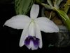Laelia pumila var. coerulea  (Santa Barbara Orchid) 